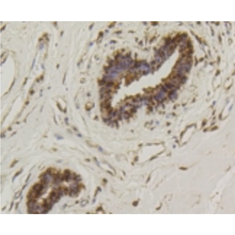 Anti-Hsp70 Antibody from Bioworld Technology (BS9807M) - Antibodies.com
