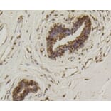 Anti-Hsp70 Antibody from Bioworld Technology (BS9807M) - Antibodies.com
