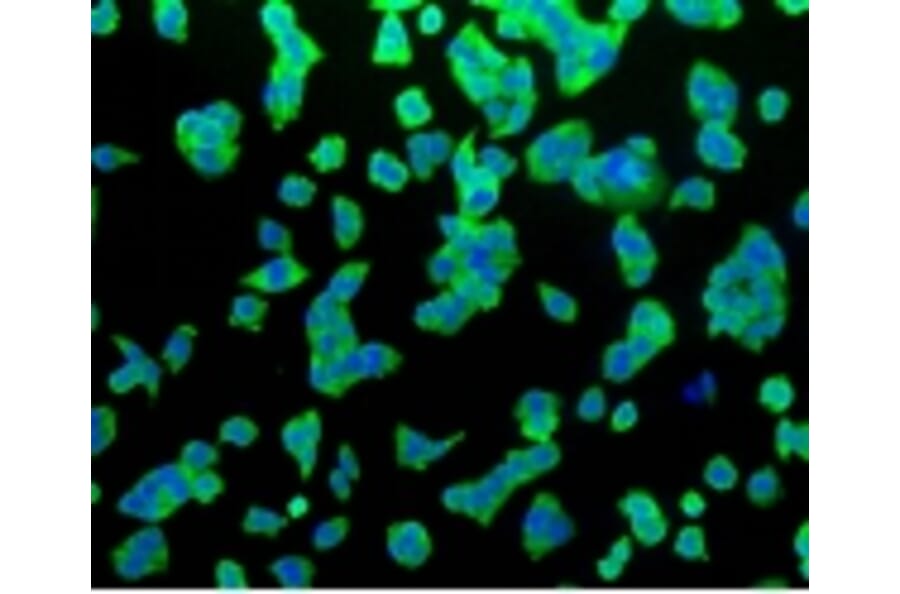 Anti-Hsp70 Antibody from Bioworld Technology (BS9807M) - Antibodies.com