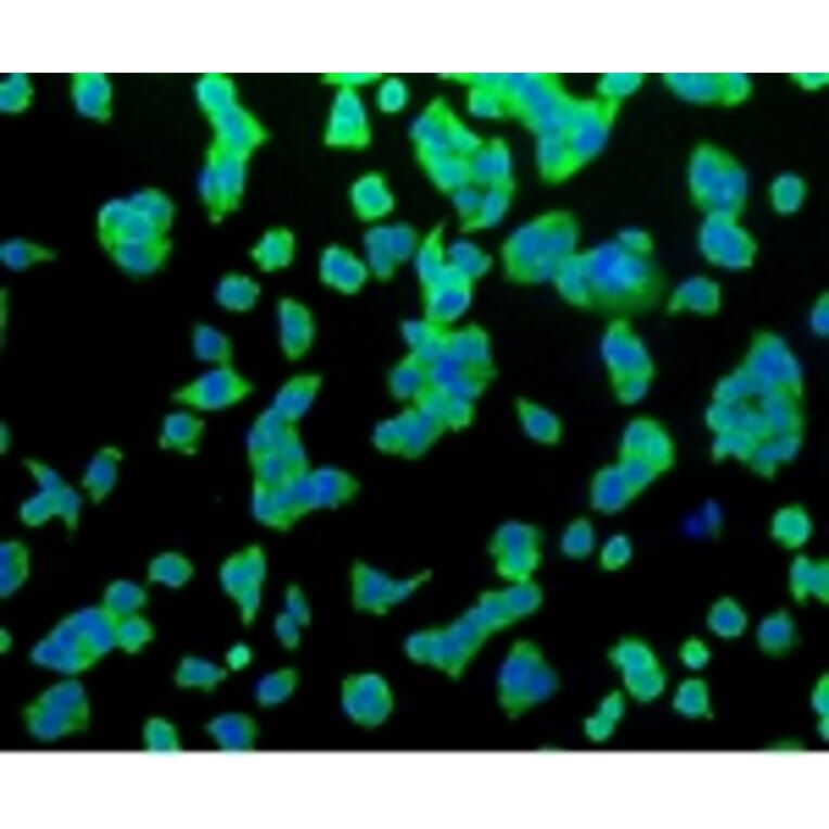 Anti-Hsp70 Antibody from Bioworld Technology (BS9807M) - Antibodies.com