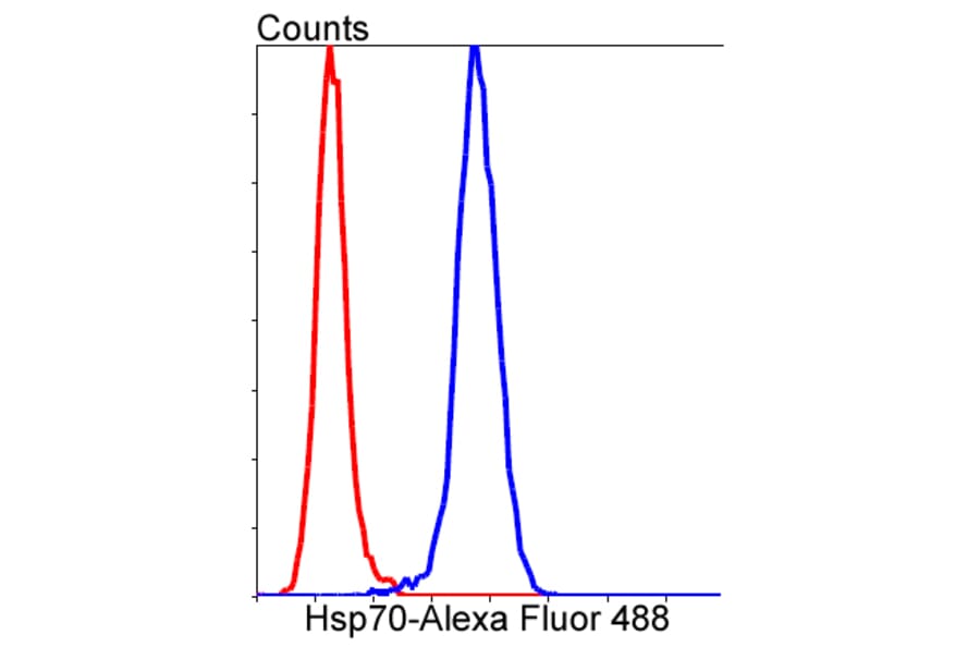 Anti-Hsp70 Antibody from Bioworld Technology (BS9807M) - Antibodies.com