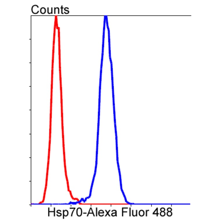 Anti-Hsp70 Antibody from Bioworld Technology (BS9807M) - Antibodies.com