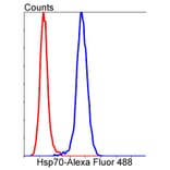 Anti-Hsp70 Antibody from Bioworld Technology (BS9807M) - Antibodies.com