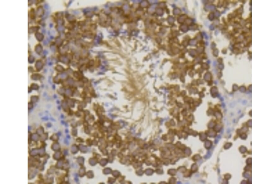 Anti-Hsp70 Antibody from Bioworld Technology (BS9807M) - Antibodies.com