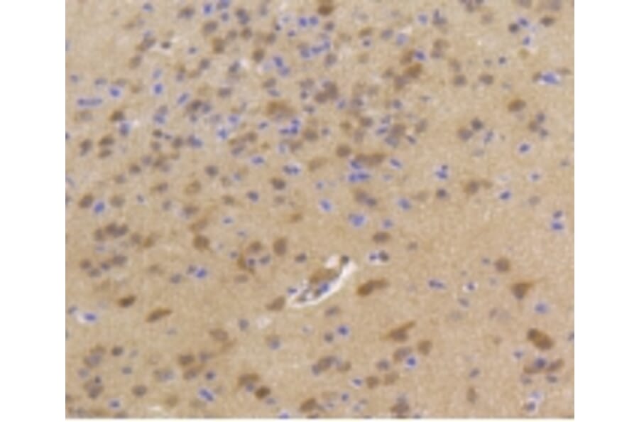 Anti-Hsp70 Antibody from Bioworld Technology (BS9807M) - Antibodies.com