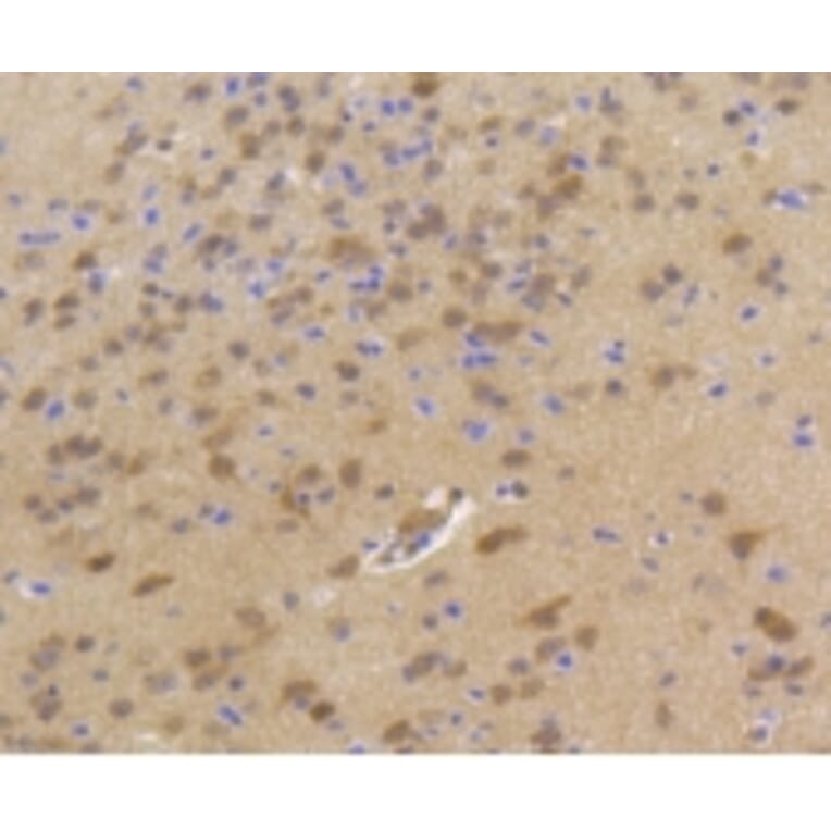 Anti-Hsp70 Antibody from Bioworld Technology (BS9807M) - Antibodies.com