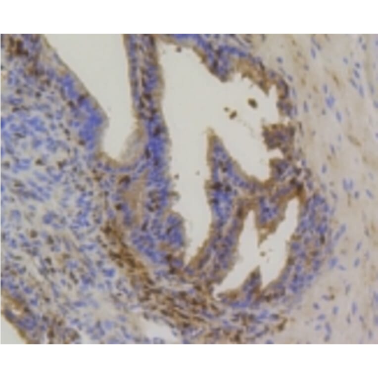 Anti-Hsp70 Antibody from Bioworld Technology (BS9807M) - Antibodies.com