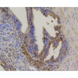 Anti-Hsp70 Antibody from Bioworld Technology (BS9807M) - Antibodies.com