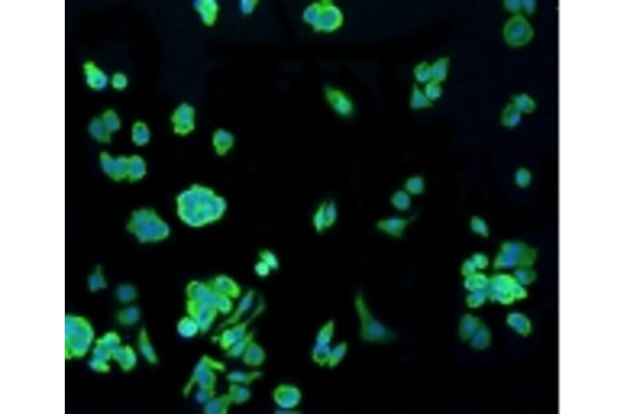 Anti-Hsp70 Antibody from Bioworld Technology (BS9807M) - Antibodies.com