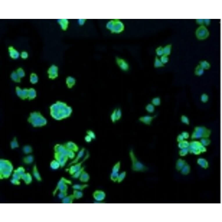 Anti-Hsp70 Antibody from Bioworld Technology (BS9807M) - Antibodies.com