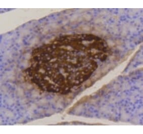 Anti-Insulin Antibody from Bioworld Technology (BS9808M) - Antibodies.com