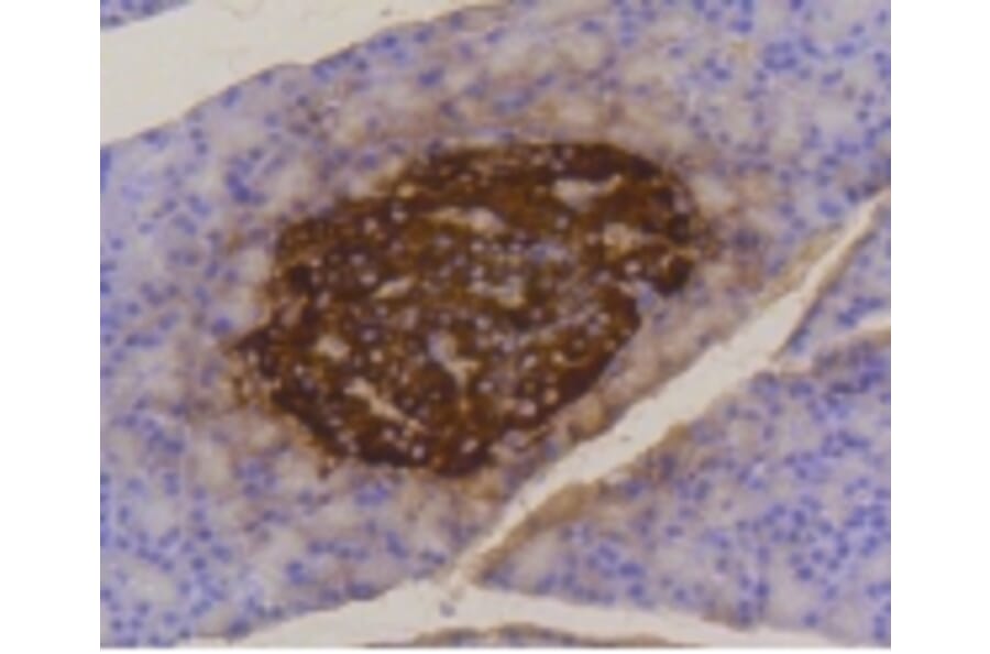 Anti-Insulin Antibody from Bioworld Technology (BS9808M) - Antibodies.com