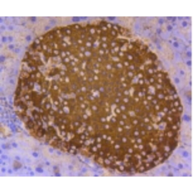 Anti-Insulin Antibody from Bioworld Technology (BS9808M) - Antibodies.com