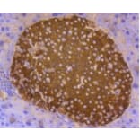 Anti-Insulin Antibody from Bioworld Technology (BS9808M) - Antibodies.com