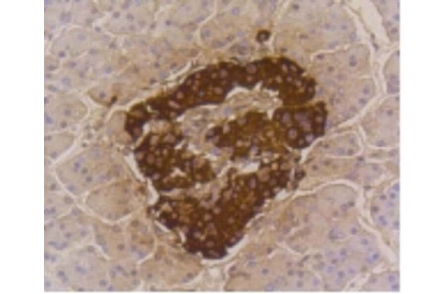 Anti-Insulin Antibody from Bioworld Technology (BS9808M) - Antibodies.com