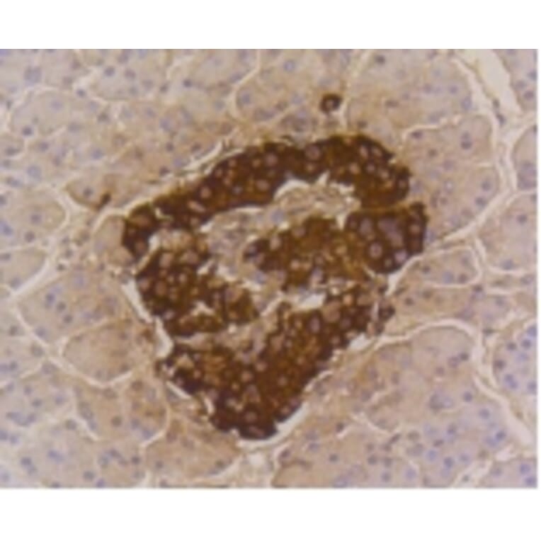 Anti-Insulin Antibody from Bioworld Technology (BS9808M) - Antibodies.com