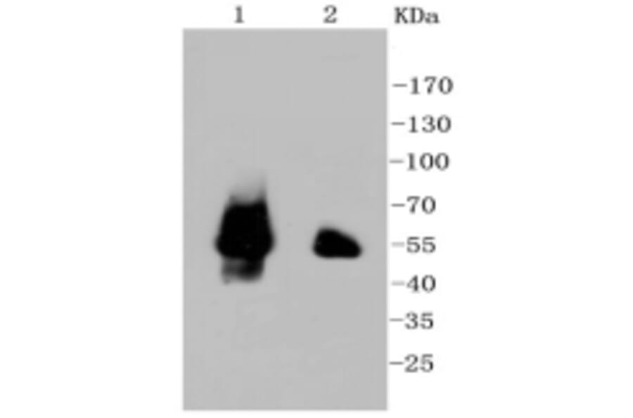 Anti-p53 Antibody from Bioworld Technology (BS9809M) - Antibodies.com