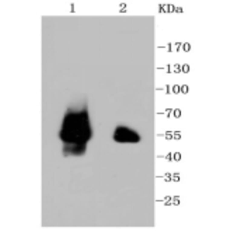 Anti-p53 Antibody from Bioworld Technology (BS9809M) - Antibodies.com