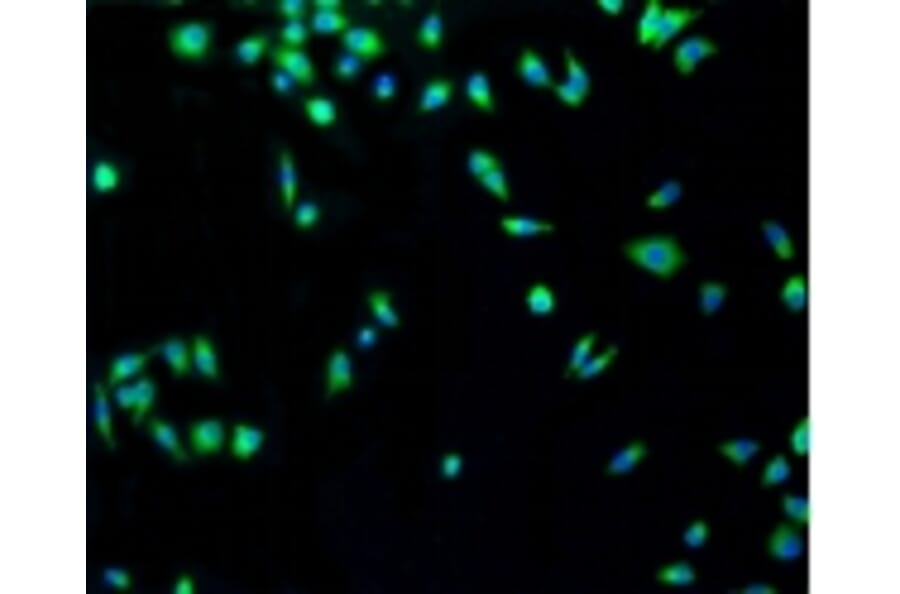 Anti-p53 Antibody from Bioworld Technology (BS9809M) - Antibodies.com