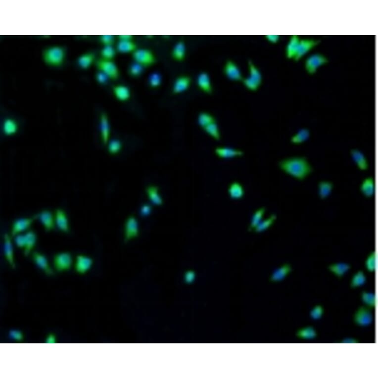 Anti-p53 Antibody from Bioworld Technology (BS9809M) - Antibodies.com