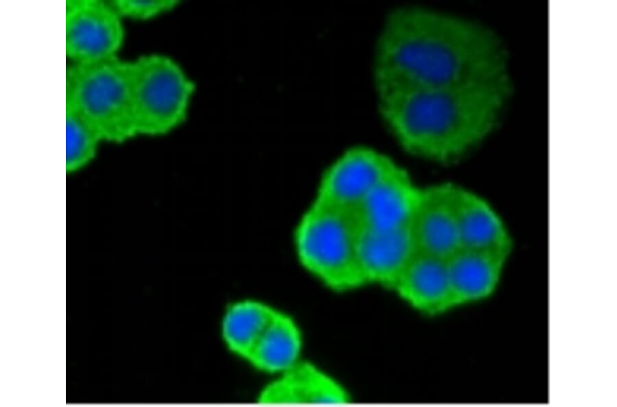 Anti-p53 Antibody from Bioworld Technology (BS9809M) - Antibodies.com