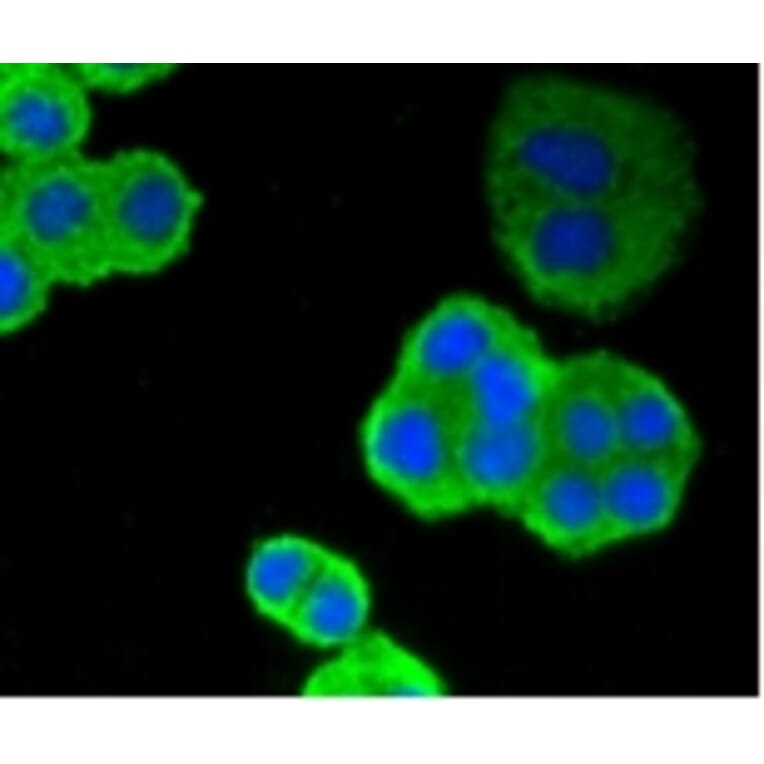 Anti-p53 Antibody from Bioworld Technology (BS9809M) - Antibodies.com