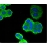 Anti-p53 Antibody from Bioworld Technology (BS9809M) - Antibodies.com