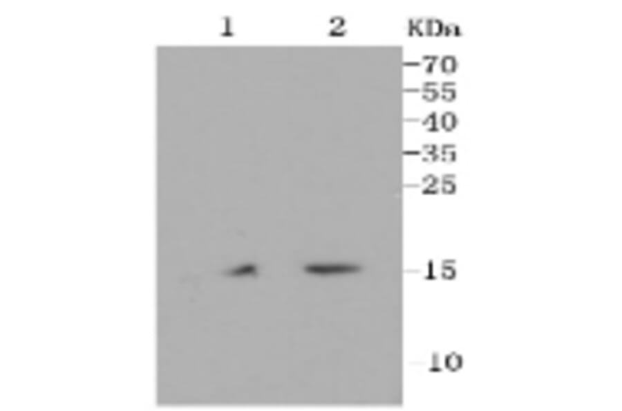 Anti-Histone H3 Antibody from Bioworld Technology (BS9810M) - Antibodies.com
