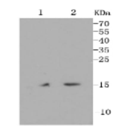 Anti-Histone H3 Antibody from Bioworld Technology (BS9810M) - Antibodies.com