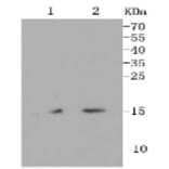 Anti-Histone H3 Antibody from Bioworld Technology (BS9810M) - Antibodies.com