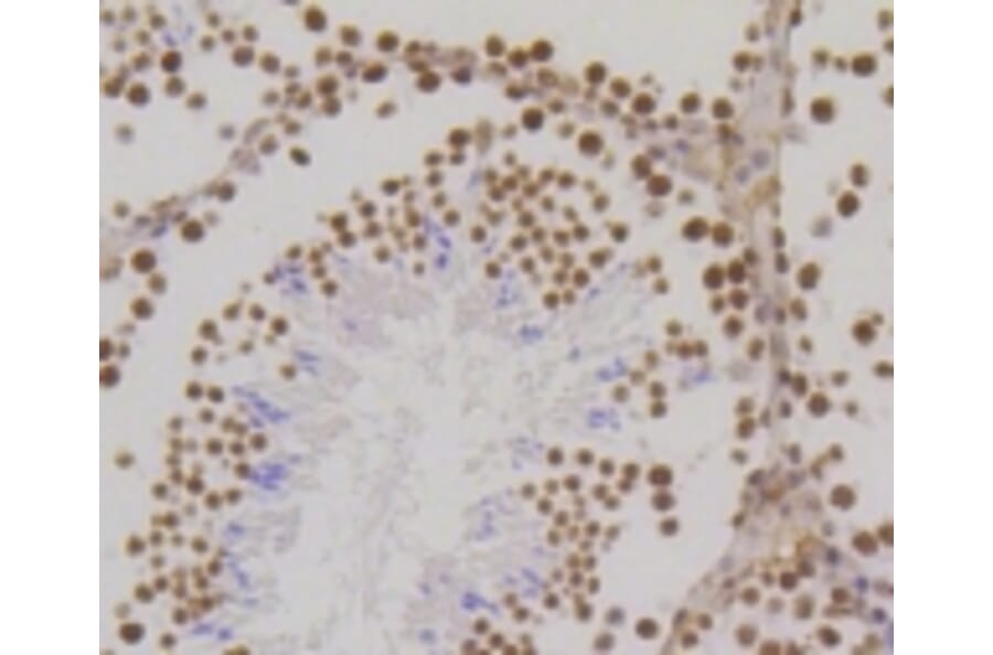 Anti-Histone H3 Antibody from Bioworld Technology (BS9810M) - Antibodies.com