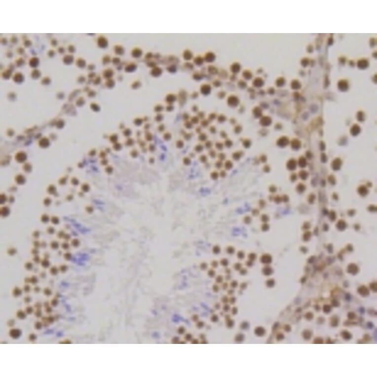 Anti-Histone H3 Antibody from Bioworld Technology (BS9810M) - Antibodies.com