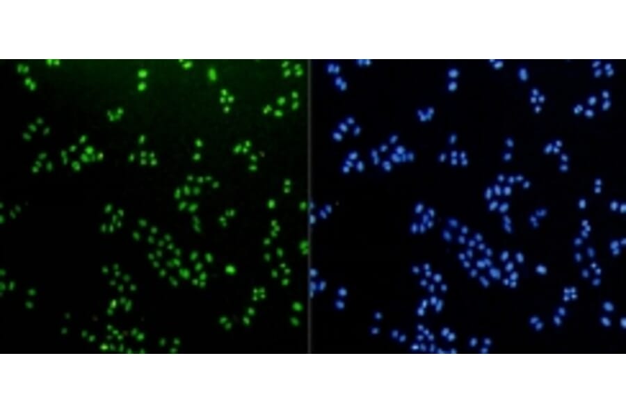 Anti-Histone H3 Antibody from Bioworld Technology (BS9810M) - Antibodies.com