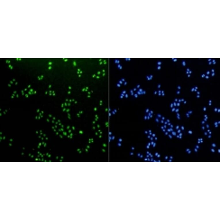Anti-Histone H3 Antibody from Bioworld Technology (BS9810M) - Antibodies.com