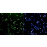 Anti-Histone H3 Antibody from Bioworld Technology (BS9810M) - Antibodies.com