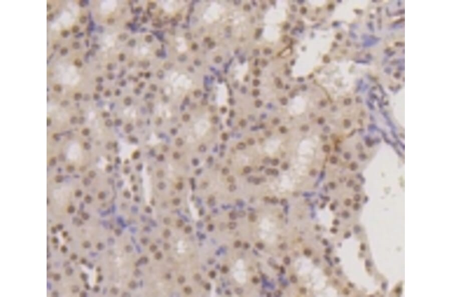 Anti-Histone H3 Antibody from Bioworld Technology (BS9810M) - Antibodies.com