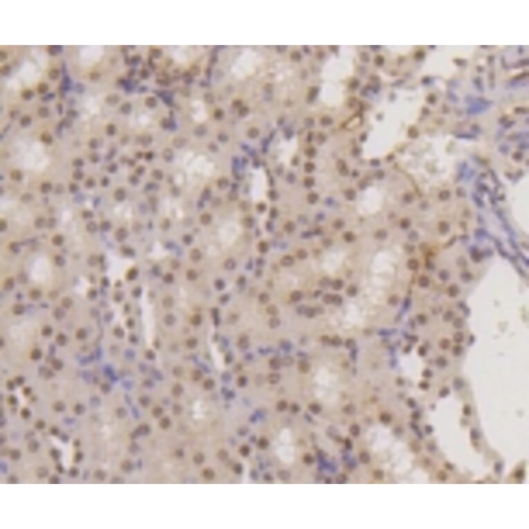 Anti-Histone H3 Antibody from Bioworld Technology (BS9810M) - Antibodies.com