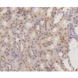 Anti-Histone H3 Antibody from Bioworld Technology (BS9810M) - Antibodies.com