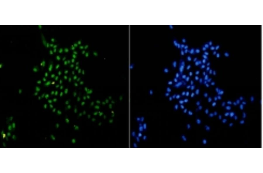 Anti-Histone H3 Antibody from Bioworld Technology (BS9810M) - Antibodies.com