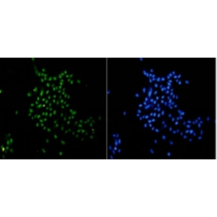 Anti-Histone H3 Antibody from Bioworld Technology (BS9810M) - Antibodies.com