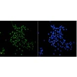 Anti-Histone H3 Antibody from Bioworld Technology (BS9810M) - Antibodies.com