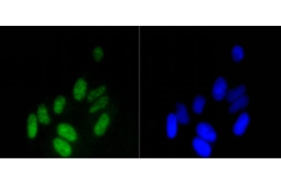 Anti-Histone H3 Antibody from Bioworld Technology (BS9810M) - Antibodies.com
