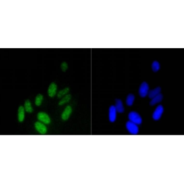 Anti-Histone H3 Antibody from Bioworld Technology (BS9810M) - Antibodies.com