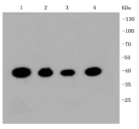 Anti-CREB Antibody from Bioworld Technology (BS9811M) - Antibodies.com