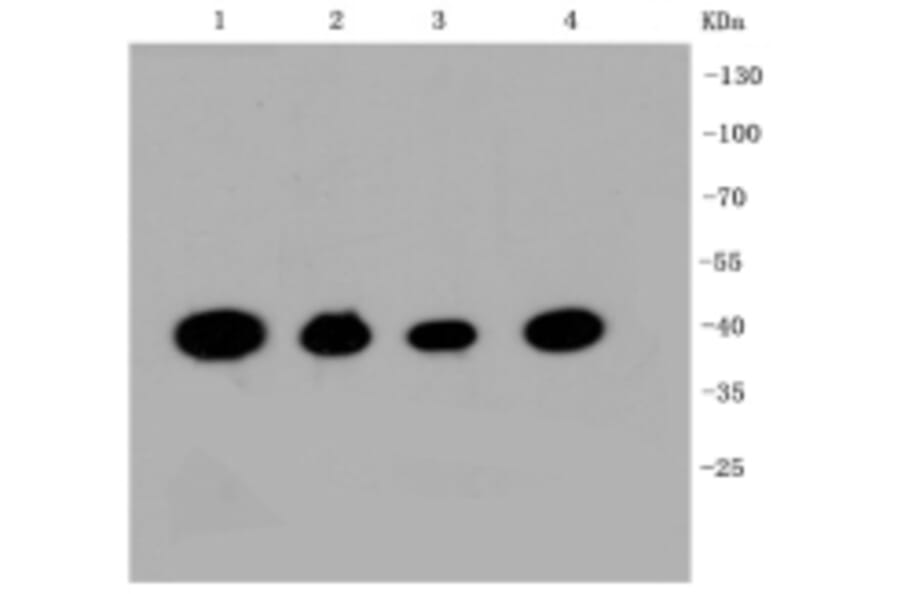 Anti-CREB Antibody from Bioworld Technology (BS9811M) - Antibodies.com
