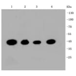 Anti-CREB Antibody from Bioworld Technology (BS9811M) - Antibodies.com