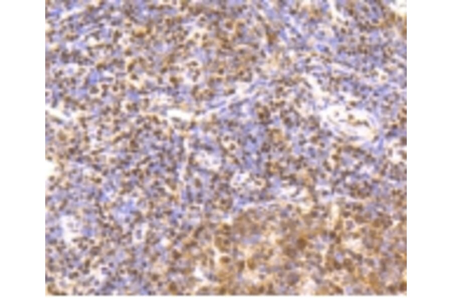 Anti-CREB Antibody from Bioworld Technology (BS9811M) - Antibodies.com