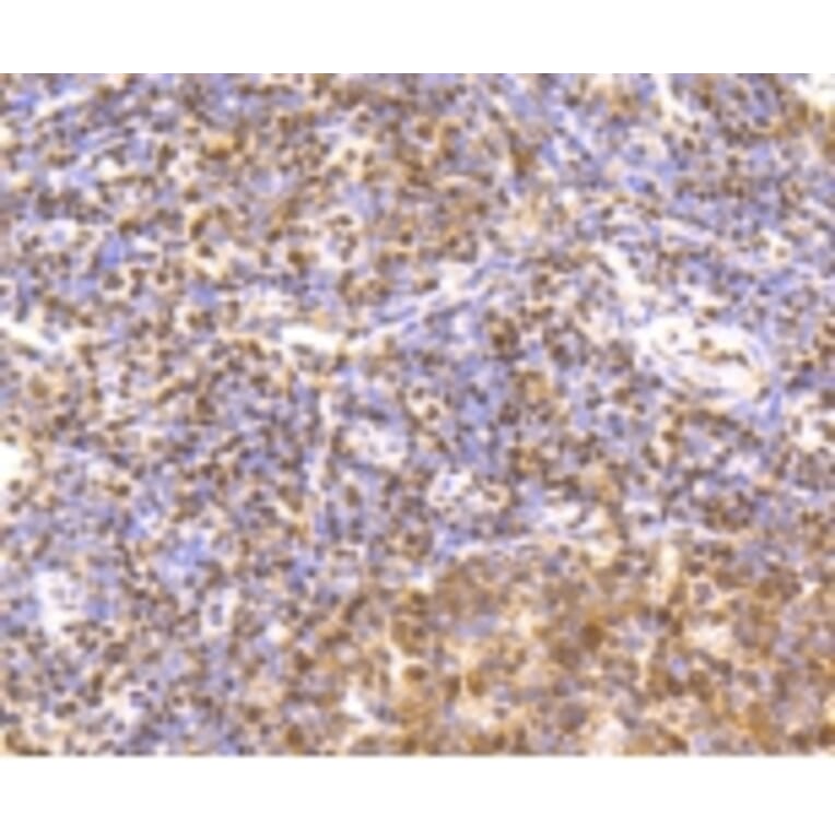 Anti-CREB Antibody from Bioworld Technology (BS9811M) - Antibodies.com