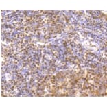Anti-CREB Antibody from Bioworld Technology (BS9811M) - Antibodies.com