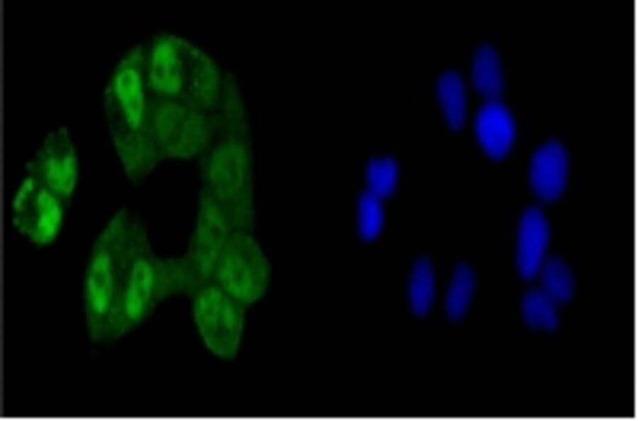 Anti-CREB Antibody from Bioworld Technology (BS9811M) - Antibodies.com